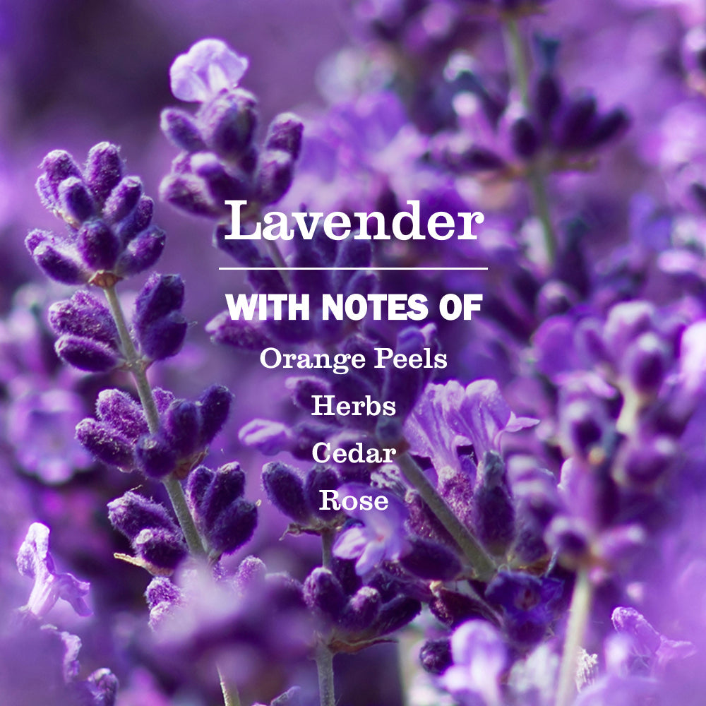 Lavender Plug In Scented Oil Refill, 2-Pack