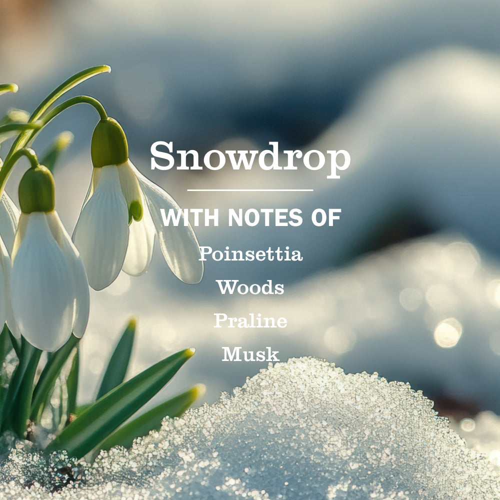 Snowdrop Plug In Scented Oil Refill, 2-Pack